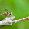 Marmalade Hoverfly