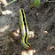 Zebra Caterpillar Moth