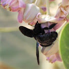 Green-winged Bamboo-Carpenter