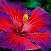 Hibiscus