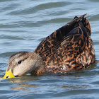 Mottled duck