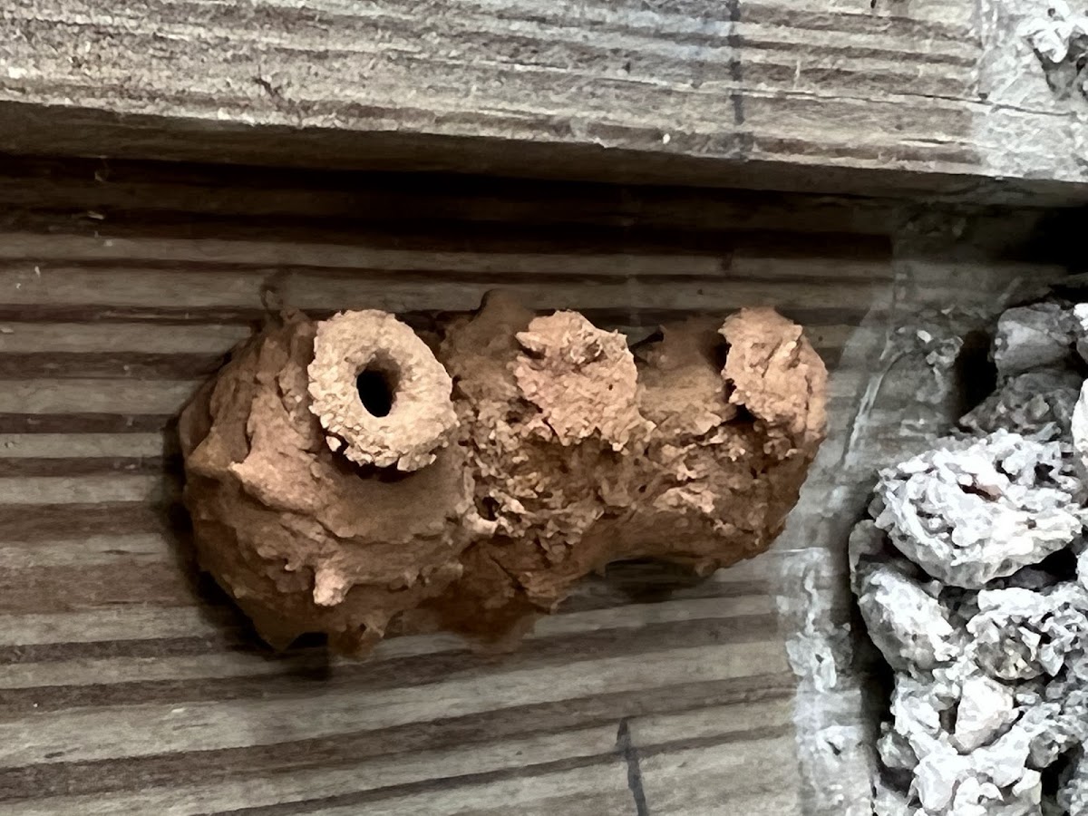 Potter Wasp Nests