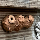 Potter Wasp Nests