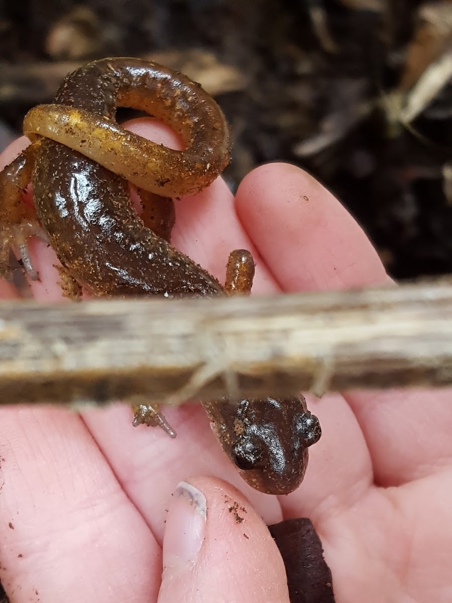 Cascade Torrent Salamander