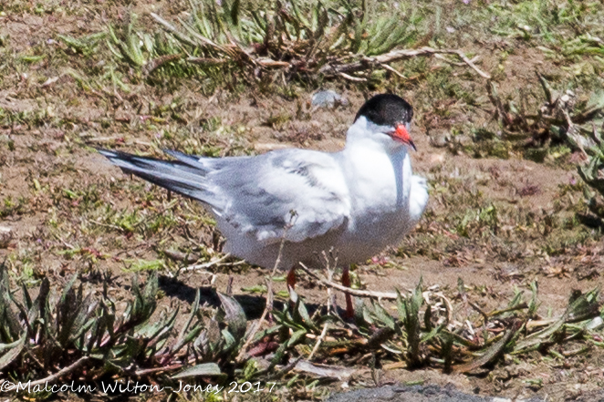 Common Tern