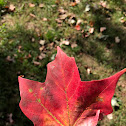 Red Maple