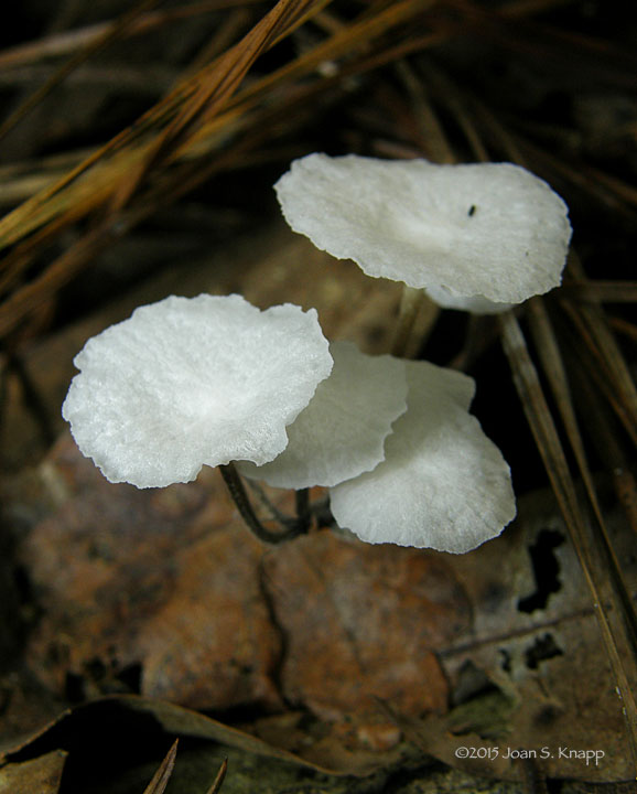 Marasmiellus candidus