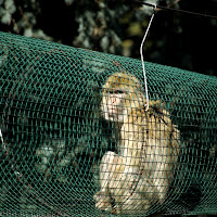 NATURA MALTRATTATA di 