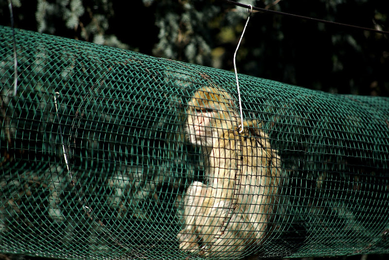 NATURA MALTRATTATA di andrespas