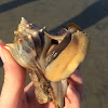 Knobbed whelk