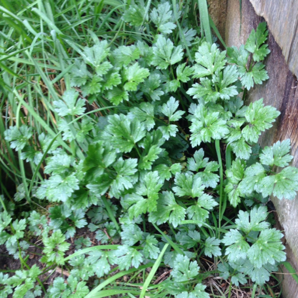 Creeping Buttercup