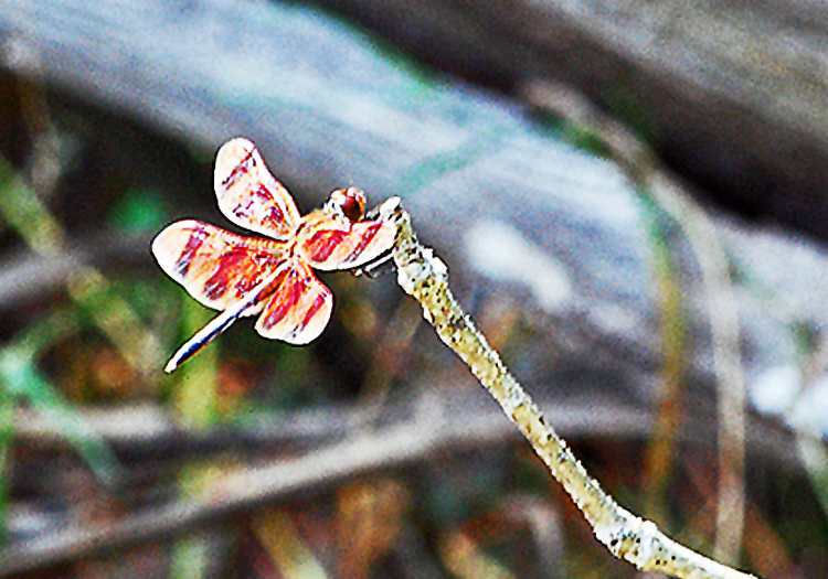 Halloween Pennant Dragonfly