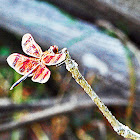 Halloween Pennant Dragonfly