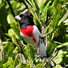 Rose-breasted Grosbeak