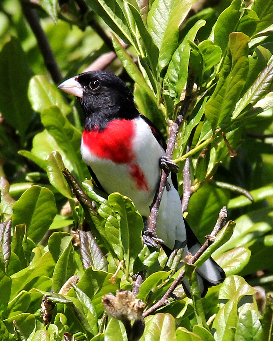 Rose-breasted Grosbeak