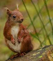 Is This My Best Side?!! by Sandra Cockayne -   ( critter, vigaris, sciurus, eurasian red squirrel, squirrel, tree squirrel, sciurus vlgaris, mammal, sandi cockayne, red squirrel, animal, creature, sandra cockayne )