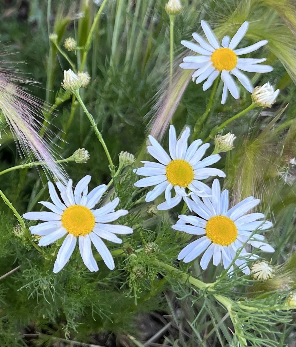 Scentless False Mayweed