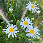 Scentless False Mayweed