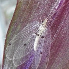 Green Lacewing