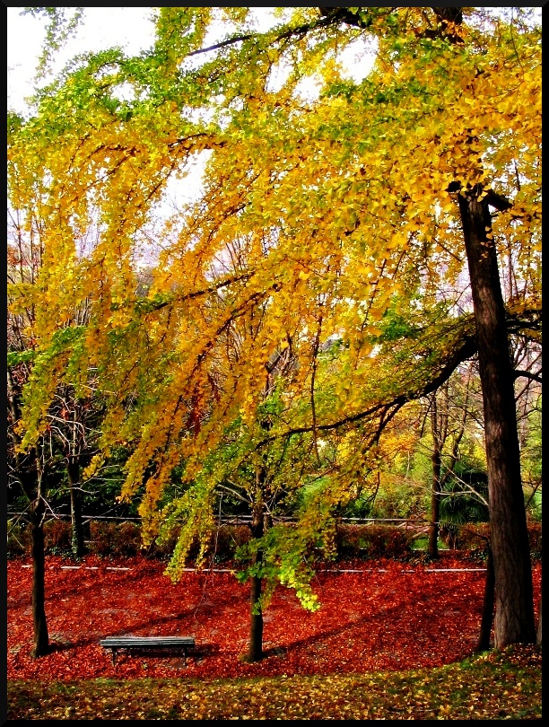 Si sta come d'autunno... di utente cancellato