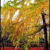 Si sta come d'autunno... di 