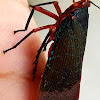 Kalidasa lanternfly