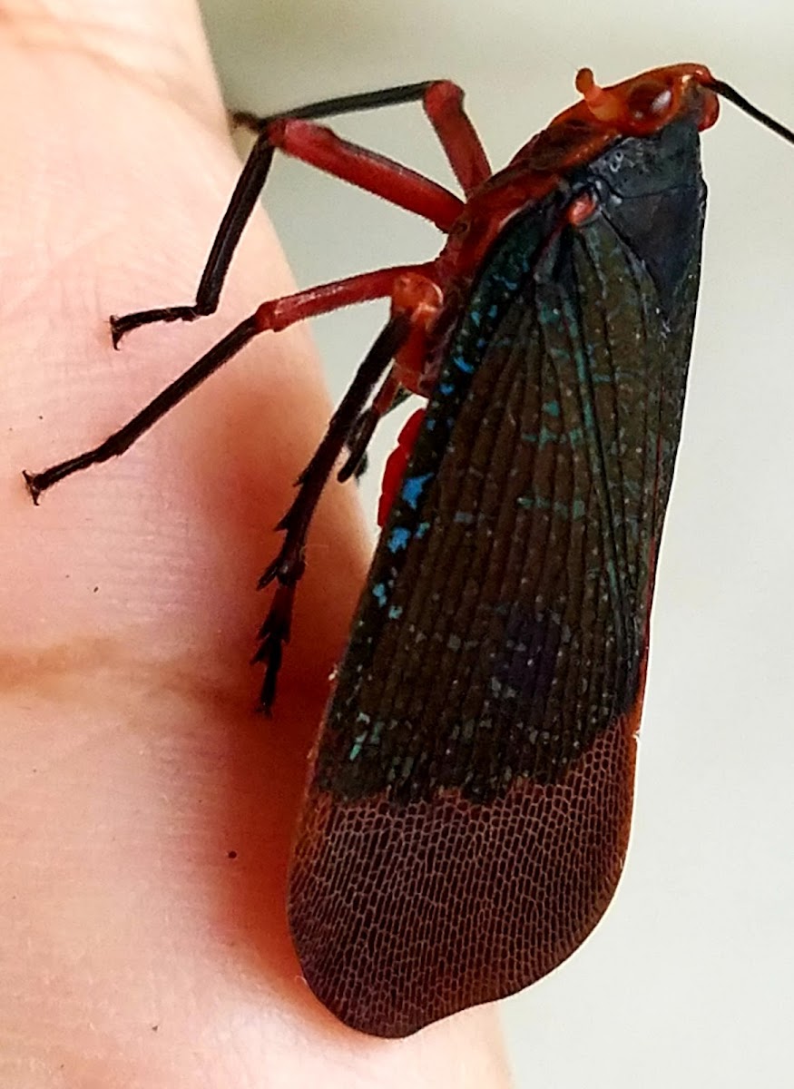 Kalidasa lanternfly