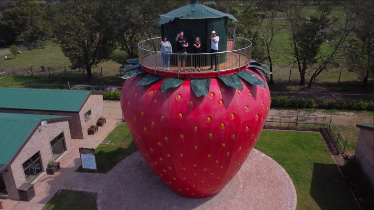 Strawberry picking at the Redberry Farm in George.