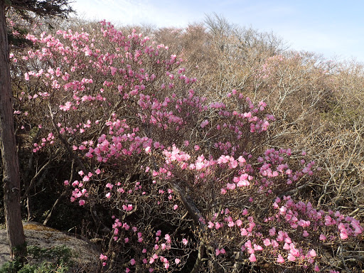 キノコ岩の脇にアカヤシオ