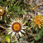 Carline thistle