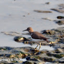 Common Sandpiper