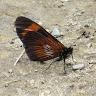 Heliconias? butterfly