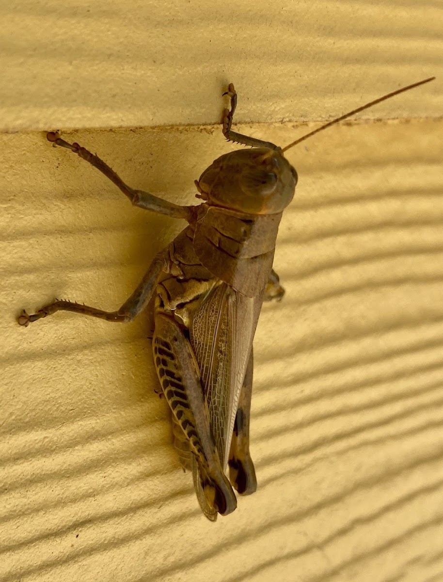 Differential Grasshopper