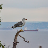 Relax a Trieste di 