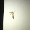 Ailanthus webworm