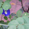 Butterfly pea