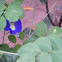 Butterfly pea