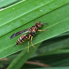 Paper Wasp