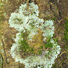 Foliose Lichen