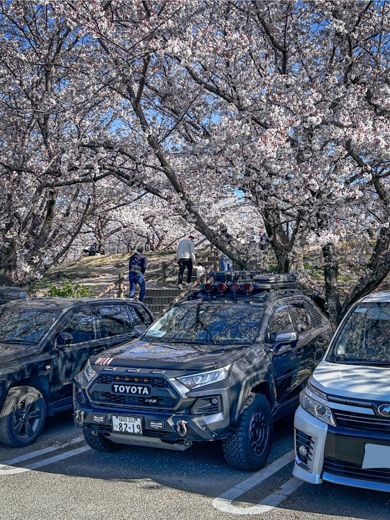 RAV4のサクラと愛車・桜と愛車・サクラブフォー・さくRAV4に関するカスタム事例の投稿画像1枚目