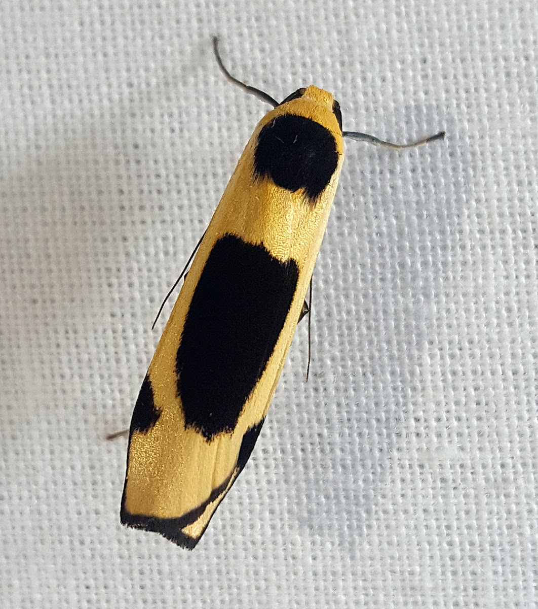 Pied Footmen Moth