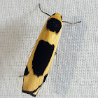 Pied Footmen Moth