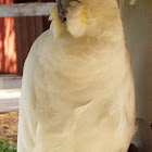 Sulphur-crested Cockatoo