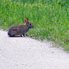 Eastern cottontail