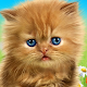 Talking baby cat. Download on Windows