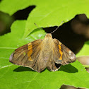 Silver Spotted Skipper