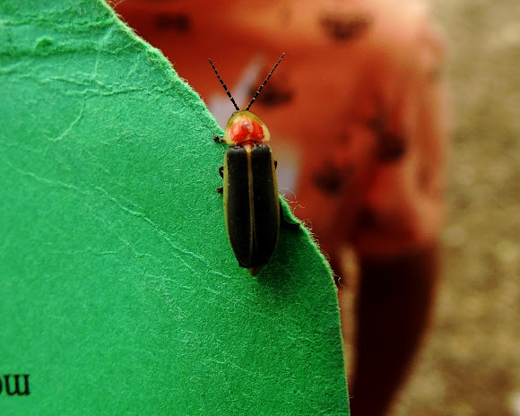 Lampyridae — Wikipédia