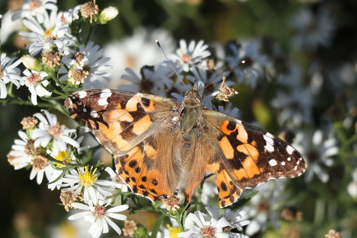 Painted Lady