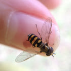 Hoverfly