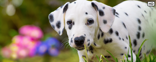 My Dalmatian Cute Dog & Puppy HD Wallpapers marquee promo image
